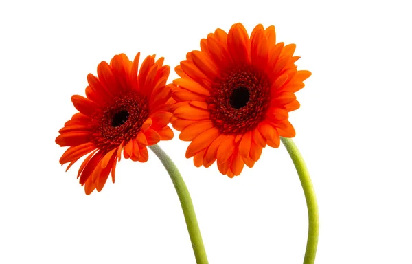 Hermosas Flores Gerberas Aisladas Sobre Fondo Blanco —  Fotos de Stock