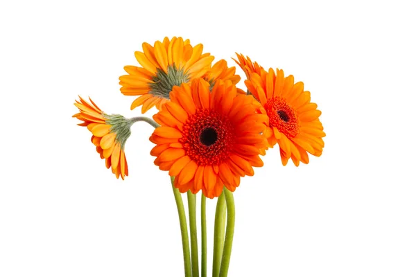 Vackra Gerbera Blommor Isolerade Vit Bakgrund — Stockfoto