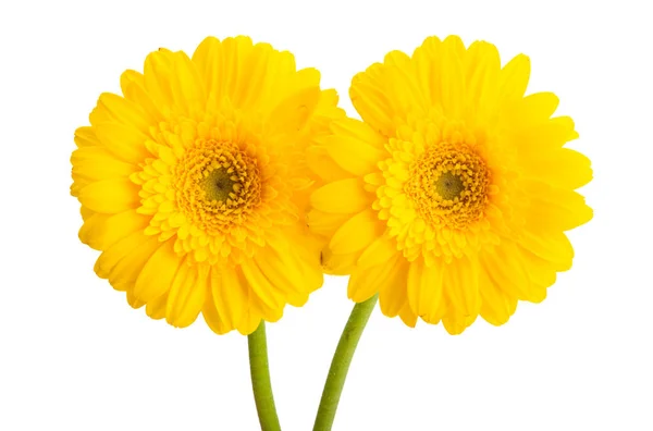 Hermosas Flores Gerberas Aisladas Sobre Fondo Blanco —  Fotos de Stock