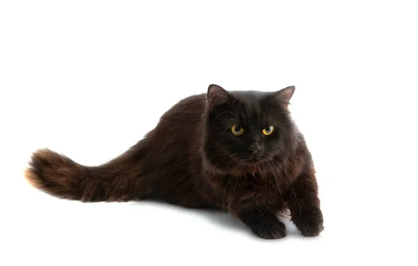 Черный Кот Изолирован Белом Фоне — стоковое фото