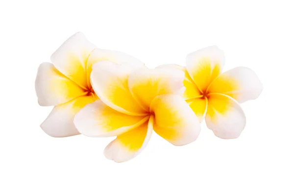 Plumeria Flor Isolada Fundo Branco — Fotografia de Stock