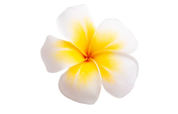 Plumeria Flor Isolada Fundo Branco — Fotografia de Stock