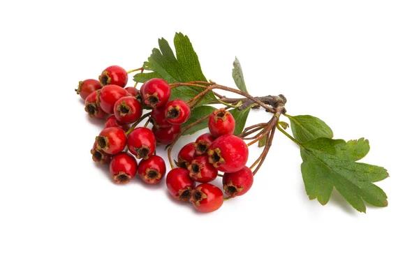 Hawthorn Branch Isolated White Background — Stock Photo, Image