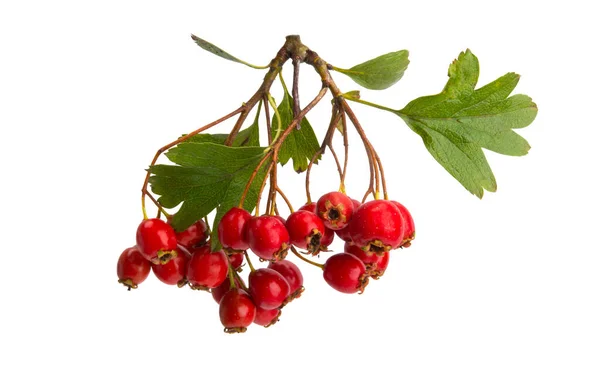 stock image hawthorn branch isolated on white background