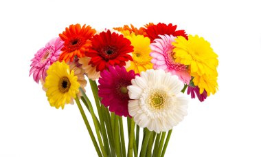 Güzel Gerbera çiçekleri beyaz arka planda izole edilmiş