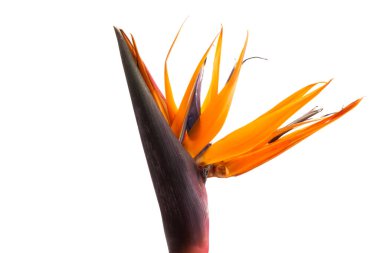 Strelitzia çiçeği beyaz arkaplanda izole edilmiş