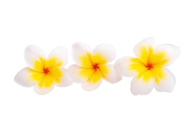 Plumeria çiçeği beyaz arkaplanda izole edilmiş