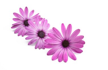 Pembe Osteospermum Daisy veya Papatya Çiçeği Beyaz Arkaplan 'da izole edilmiş. Makro Yakın Çekim