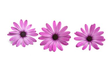 Pembe Osteospermum Daisy veya Papatya Çiçeği Beyaz Arkaplan 'da izole edilmiş. Makro Yakın Çekim