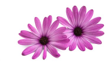 Pembe Osteospermum Daisy veya Papatya Çiçeği Beyaz Arkaplan 'da izole edilmiş. Makro Yakın Çekim