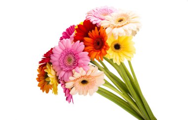 Güzel Gerbera beyaz arka planda izole edilmiş.
