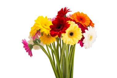 Güzel Gerbera beyaz arka planda izole edilmiş.