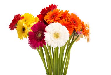 Güzel Gerbera beyaz arka planda izole edilmiş.