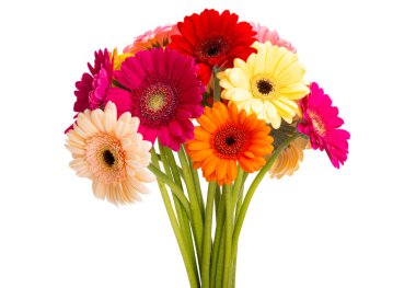 Güzel Gerbera beyaz arka planda izole edilmiş.