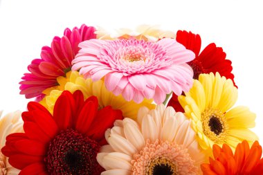 Güzel Gerbera beyaz arka planda izole edilmiş.