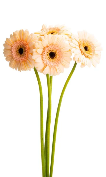 Krásné Gerber Květiny Izolované Bílém Pozadí — Stock fotografie