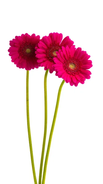 Belles Fleurs Gerbera Isolées Sur Fond Blanc — Photo