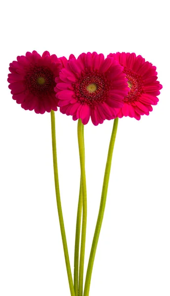 Lindas Flores Gerbera Isoladas Fundo Branco — Fotografia de Stock