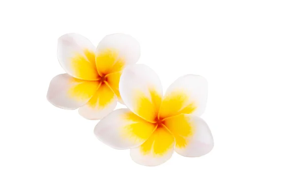 Plumeria Kwiat Izolowane Białym Tle — Zdjęcie stockowe