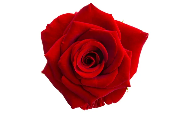 Rosa Hermosa Roja Aislada Sobre Fondo Blanco — Foto de Stock