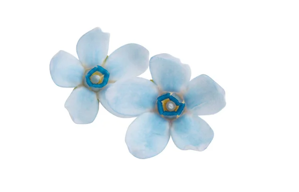 Flores Oxipetalio Azul Aisladas Sobre Fondo Blanco —  Fotos de Stock