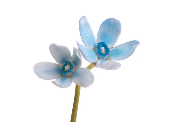 Blå Oxypetalum Blommor Isolerad Vit Bakgrund — Stockfoto