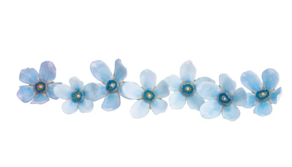 在白色背景上分离的蓝色的氧基花瓣花 — 图库照片