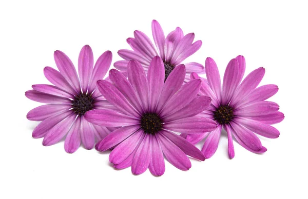 Rosa Osteospermum Daisy Eller Cape Daisy Blomma Isolerad Över Vit — Stockfoto