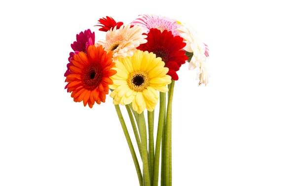 Beautiful Gerbera Isolated White Background Stock Photo