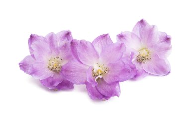 beyaz arkaplanda izole edilmiş delinyum çiçeği