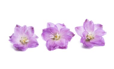 beyaz arkaplanda izole edilmiş delinyum çiçeği