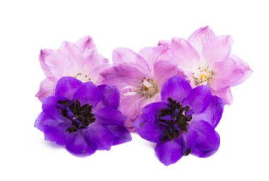 beyaz arkaplanda izole edilmiş delinyum çiçeği