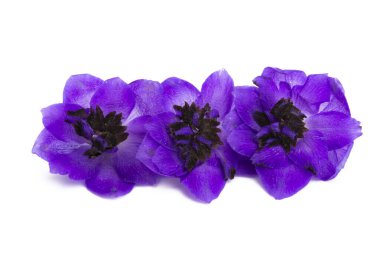 beyaz arkaplanda izole edilmiş delinyum çiçeği