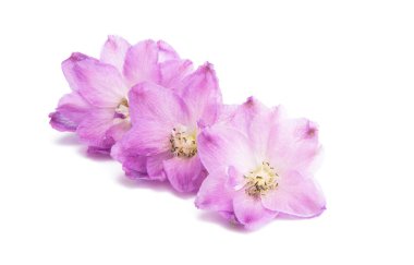 beyaz arkaplanda izole edilmiş delinyum çiçeği