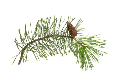 çam dalı beyaz arkaplanda izole edildi