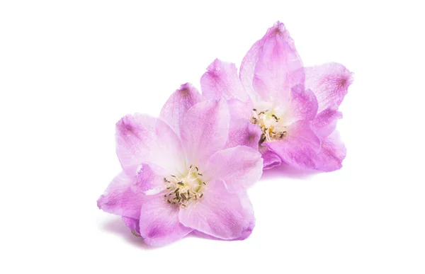 Flor Delphinium Aislada Sobre Fondo Blanco — Foto de Stock