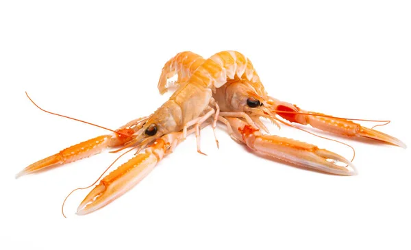 Homard Bouilli Isolé Sur Fond Blanc — Photo