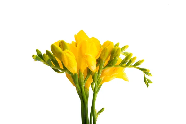 Gele Freesia Bloem Geïsoleerd Witte Achtergrond — Stockfoto