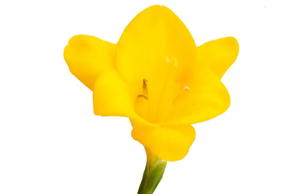 Žlutá Freesia Květiny Izolované Bílém Pozadí — Stock fotografie
