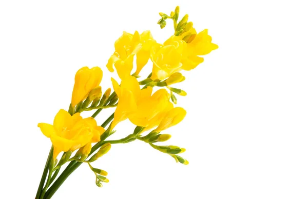 Flor Freesia Amarelo Isolado Fundo Branco — Fotografia de Stock