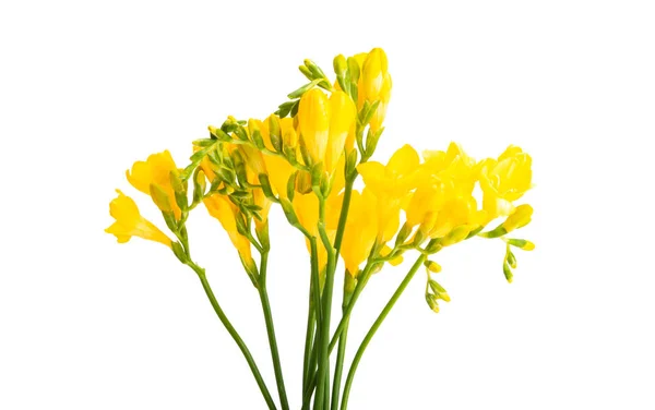 Желтый Цветок Freesia Изолированы Белом Фоне — стоковое фото