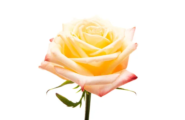 Creme Rose Isoliert Auf Weißem Hintergrund — Stockfoto
