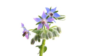 Beyaz bir sırtüstü çiçek.