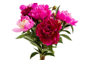 beyaz arkaplanda yalıtılmış şakayık çiçeği