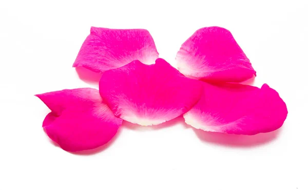 Pétalos Rosa Rosa Aislados Sobre Fondo Blanco — Foto de Stock