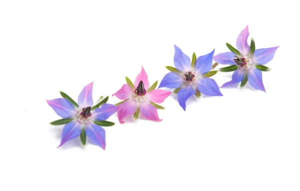 Цветок Бородавки Белом Бэкграунде — стоковое фото