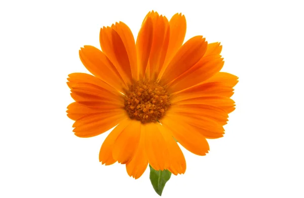 Marigold Blomma Isolerad Vit Bakgrund — Stockfoto