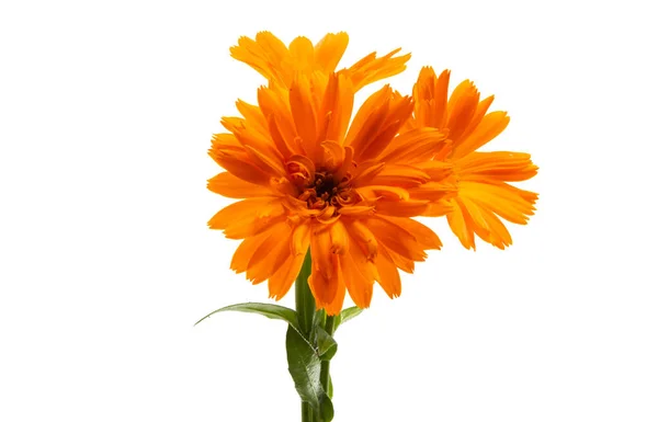 Marigold Blomma Isolerad Vit Bakgrund — Stockfoto