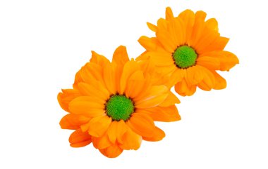 Beyaz arkaplanda izole edilmiş güzel kasımpatı.