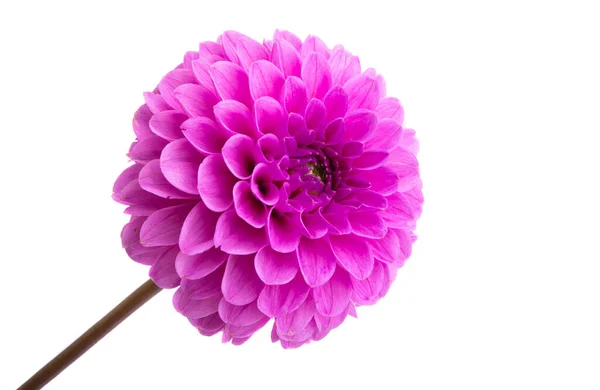 Vacker Dahlia Isolerad Vit Bakgrund — Stockfoto